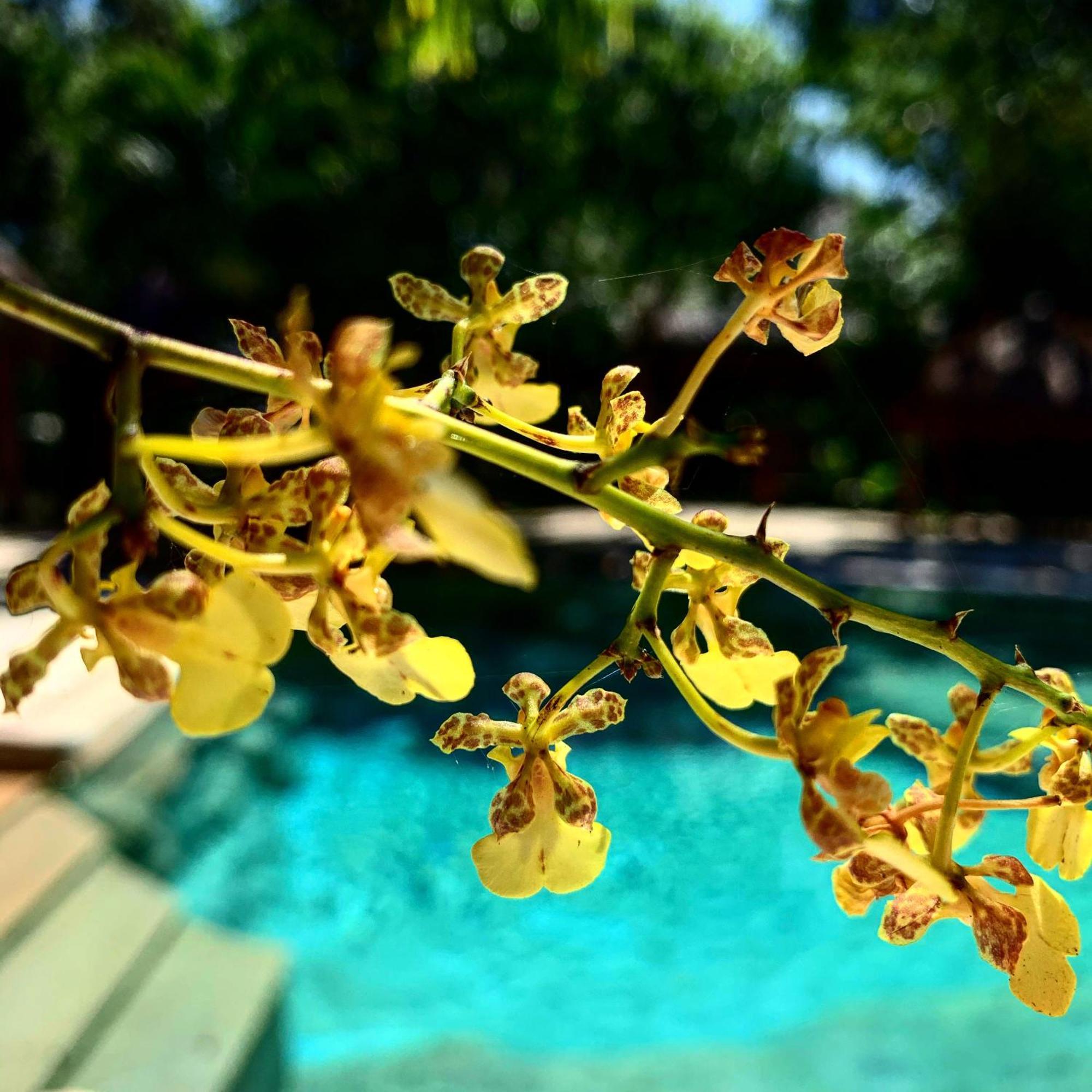 La Villa Mexicana By Diving Prestige 스뿌하 외부 사진